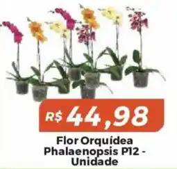 Mart Minas Flor Orquídea Phalaenopsis P12 - Unidade oferta