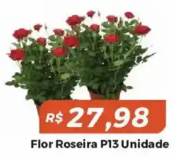 Mart Minas Flor roseira p13 oferta