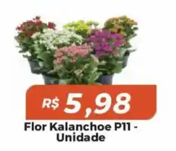 Mart Minas Flor Kalanchoe P11 oferta
