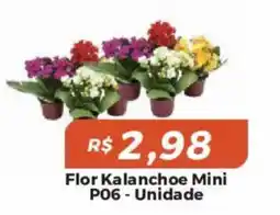 Mart Minas Flor Kalanchoe Mini oferta