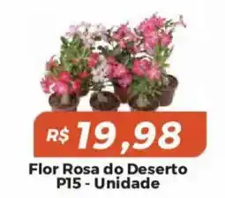 Mart Minas Flor rosa do deserto oferta