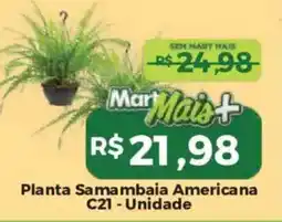 Mart Minas Planta Samambaia Americana oferta