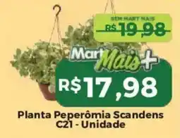 Mart Minas Planta Peperômia Scandens C21 oferta