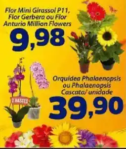 Confiança Supermercados Flor Mini Girassol P11, Flor Gerbera ou Flor Anturio Million Flowers oferta