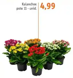 Sonda Kalanchoe oferta