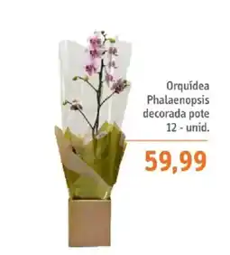 Sonda Orquídea Phalaenopsis decorada pote oferta