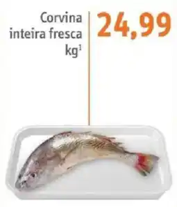 Sonda Corvina inteira fresca oferta