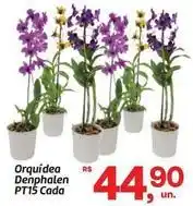 Fort Atacadista Orquídea - orquidea denphalen pt15 cada oferta