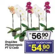 Fort Atacadista Orquídea - orquidea phalaenopsis oferta