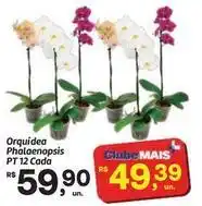 Fort Atacadista Mais - orquídea phalaenopsis oferta