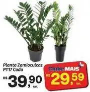 Fort Atacadista Mais - planta zamioculcas pt17 cada oferta
