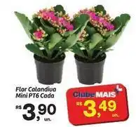 Fort Atacadista Flor - calandiva mini pt6 cada oferta