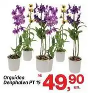 Fort Atacadista Orquídea - orquidea denphalen oferta