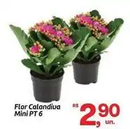 Fort Atacadista Flor - calandiva mini oferta
