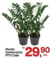 Fort Atacadista Planta zamioculcas pt17 cada oferta