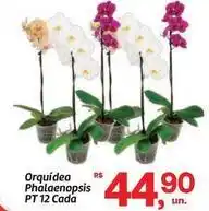 Fort Atacadista Orquídea - phalaenopsis oferta