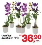 Fort Atacadista Orquídea - orquidea denphalen pt15 oferta