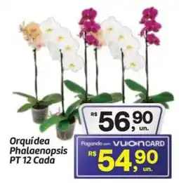 Fort Atacadista Orquídea Phalaenopsis PT 12 Cada oferta