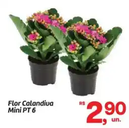 Fort Atacadista Flor Calandiva Mini PT 6 oferta