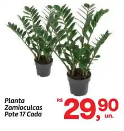 Fort Atacadista Planta Zamioculcas Pote 17 Cada oferta
