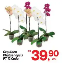 Fort Atacadista Orquídea Phalaenopsis PT 12 Cada oferta