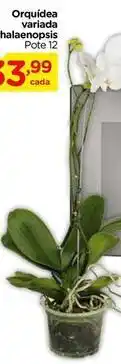 Carrefour Orquídea variada phalaenopsis oferta