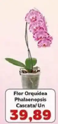 Supermercados Tauste Fior Orquidea Phalaenopsis Cascata oferta