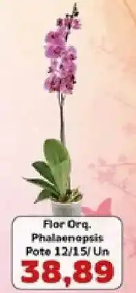 Supermercados Tauste Flor Org. Phalaenopsis oferta