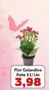 Supermercados Tauste Flor Calandiva oferta