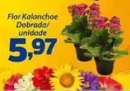 Confiança Supermercados Flor Kalanchoe Dobrada/ unidade oferta