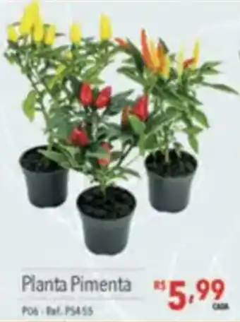 Supermercados Condor Planta Pimenta oferta
