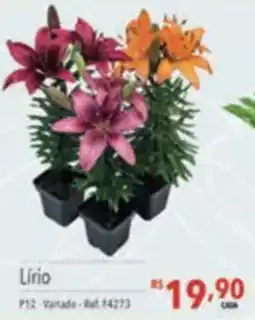 Supermercados Condor Lírio oferta