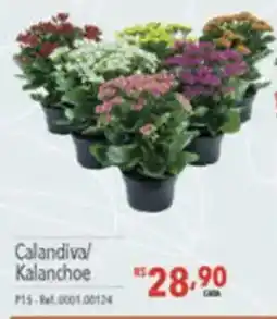 Supermercados Condor Calandiva/ Kalanchoe oferta