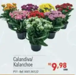Supermercados Condor Calandiva/ Kalanchoe oferta