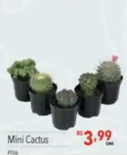 Supermercados Condor Mini Cactus oferta