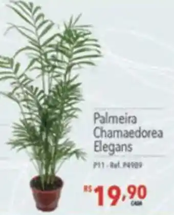 Supermercados Condor Palmeira Chamaedorea Elegans oferta