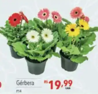 Supermercados Condor Gérbera oferta