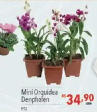 Supermercados Condor Mini Orquídea Denphalen oferta