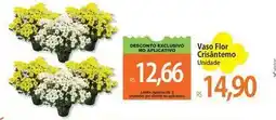 Atacadão Flor - vaso oferta