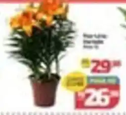 Supermercado Jacomar Flor lirio oferta