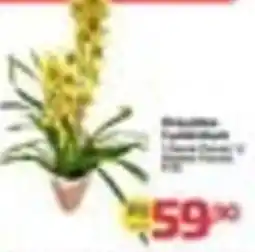 Supermercado Jacomar Orquídea amarela oferta