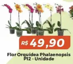Mart Minas flor orquídea phalaenopsis oferta