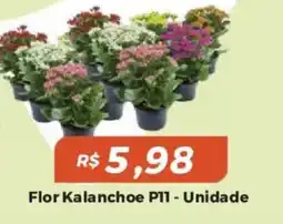 Mart Minas flor kalanchoe p11 - unidade oferta