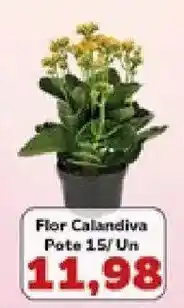 Supermercados Tauste Flor Calandiva oferta