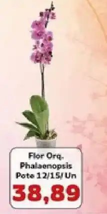 Supermercados Tauste flor orq. phalaenopsis oferta