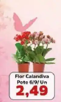 Supermercados Tauste Flor Calandiva oferta