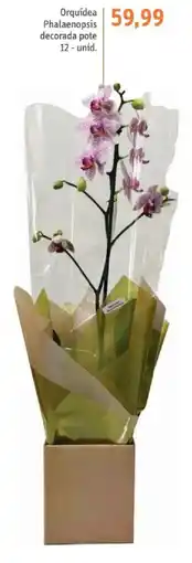 Sonda Orquídea phalaenopsis decorada pote oferta