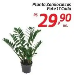 Comper Planta Zamioculcas oferta