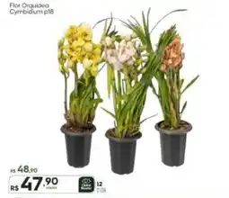 Master Supermercados Flor Orquídea Cymbidium p18 oferta