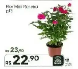 Master Supermercados Flor Mini Roseira oferta